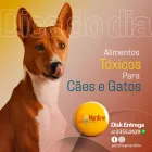 Imagem 4 da empresa NARDINE PET SHOP - LOJA 01 - NOVOS ESTADOS Pet Shop em Campo Grande MS