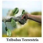 SEMENTES DE TRIBULUS TERRESTRIS